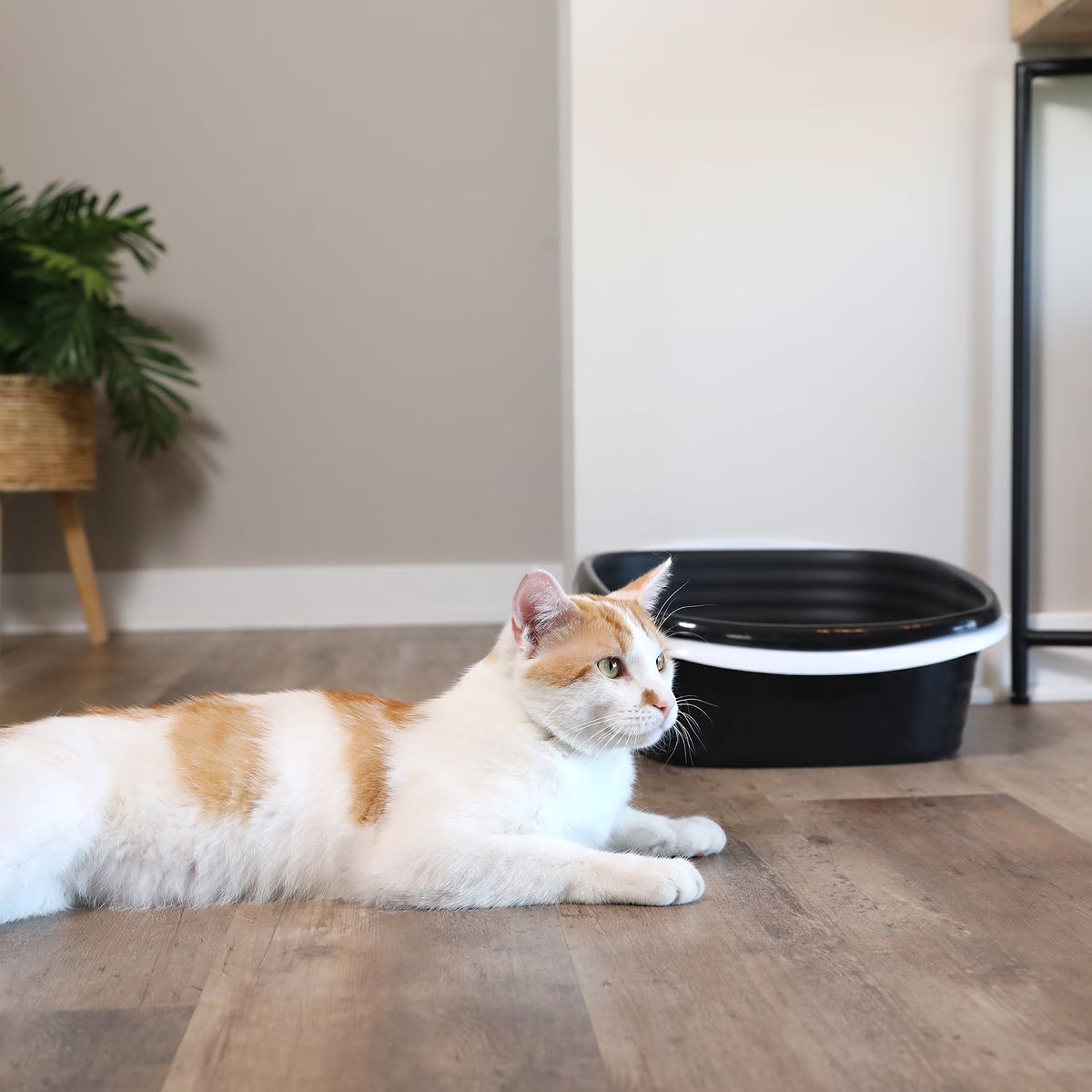 Sifting Cat Litter Box, 2 Open Top Plastic Cat Litter Pans and Cat Litter Tray, Large, Black and White