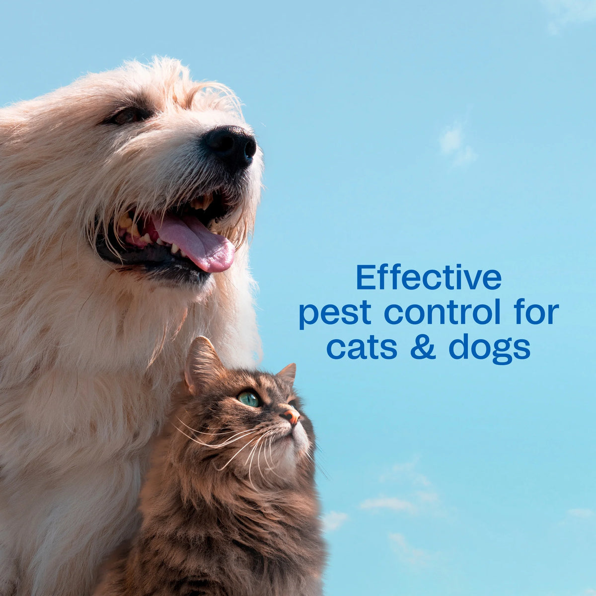 (3 Pack)  Flea & Tick Dog and Cat Spray, Kills Fleas and Ticks, Prevents Flea Infestations for up to 2 Months, Flea Treatment for Dogs, Cats, Puppies & Kittens, 16 Fl Oz